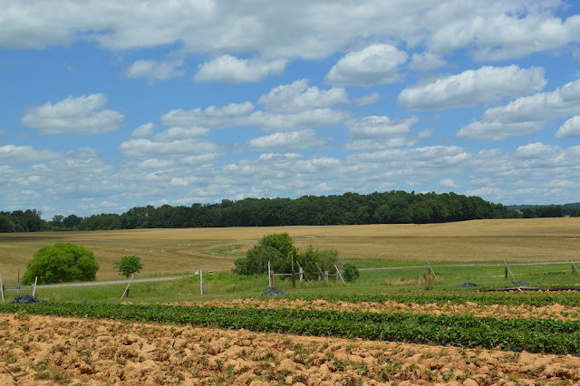 Photo of the surrounding area at the strawberry farm