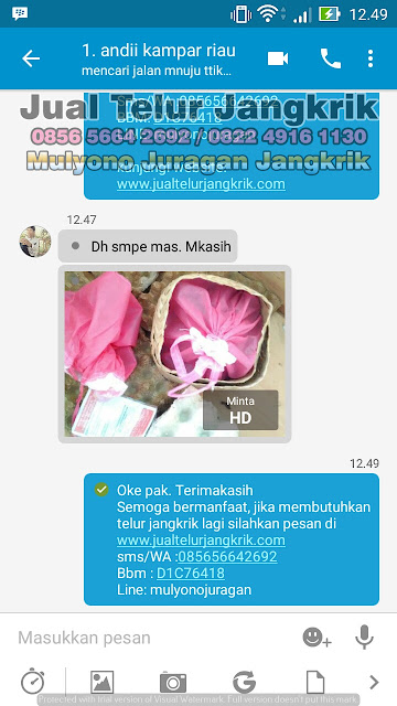 budidaya jangkrik, cara beternak jangkrik, cara budidaya jangkrik, cara ternak jangkrik, jual telur jangkrik, ternak jangkrik