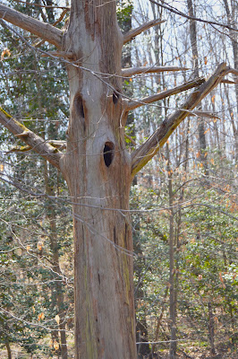 A screaming tree at North Anna Battlefield park, Blue trail.