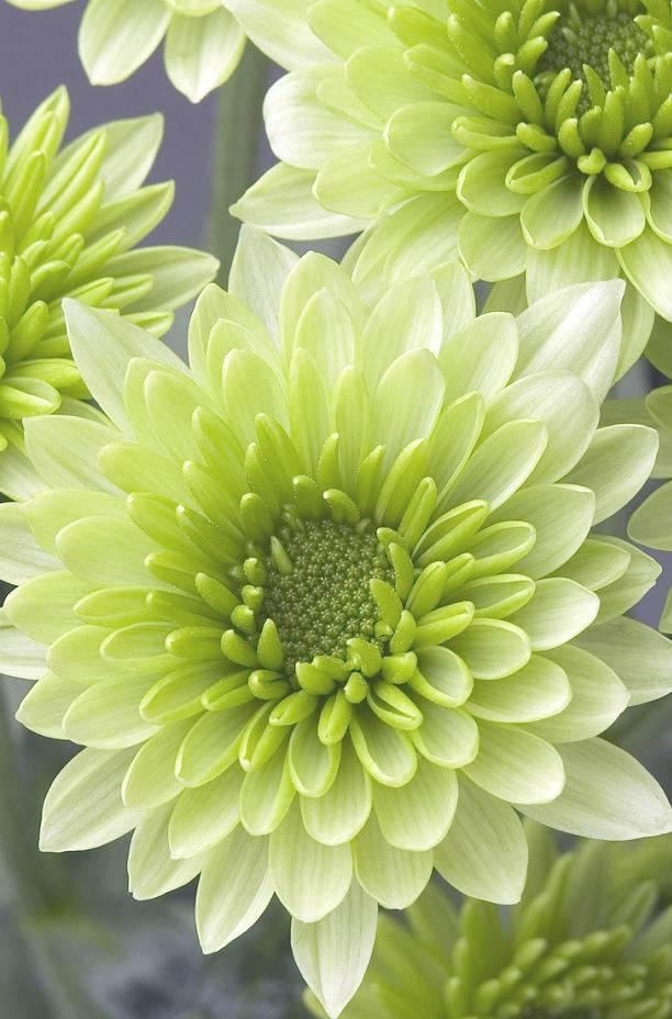 Chrysanthemum