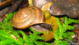 snail