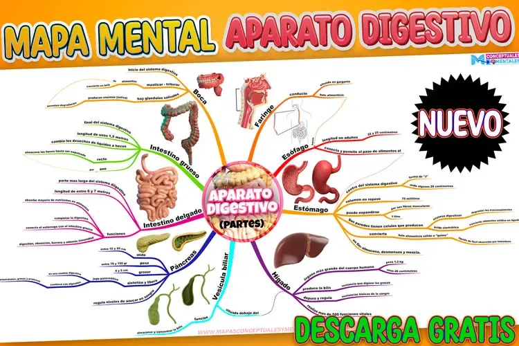 Mapa Mental del Aparato Digestivo | Partes y Funciones