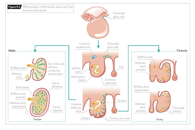 Gonadal Development In The Embryo, Role of sex chromatin in reproductive development, 