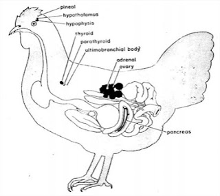 Sistem Endokrin pada Unggas 