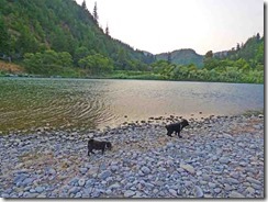 Bubba and Skruffy at waters edge, Rogue River, Huntley Bar at Huntley Park