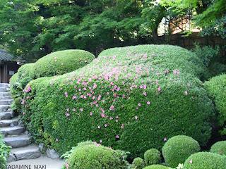 Spotted azaleas on the round trimmed vegetation, Shisendo Temple, Kyoto 