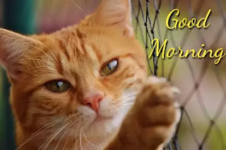 Good morning cat images