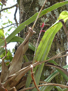 Flore épiphyte du Panama
