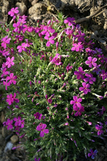 Phlox douglasii 'Crackerjack' - Phlox de Douglas