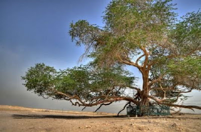 11 Pohon Aneh Yang Ada Di Bumi