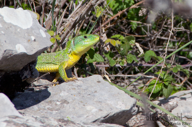 Riesen-Smaragdeidechse - Lacerta trilineata