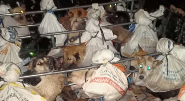 Rescatan a 53 perritos que estaban a punto de ser sacrificados para vender su carne