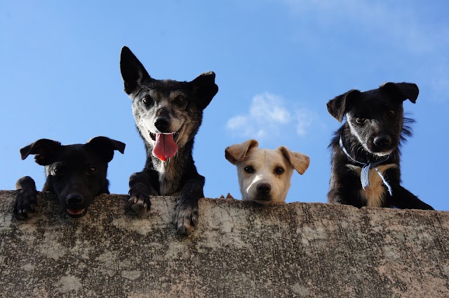 #From Bowls to Bellies: A Guide to Balanced Pet Nutrition