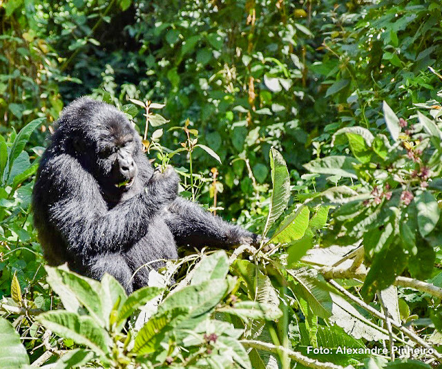 Gorila em Uganda no Parque Bwindi