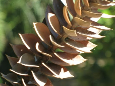 The Bunya-Bunya Pine (Araucaria bidwillii)