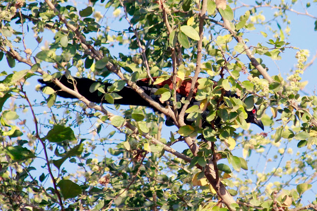 Greater Coucal hiding behind the branches. They are usually seen shy in nature