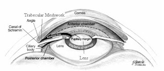 Aqueous Humor Outflow Structure