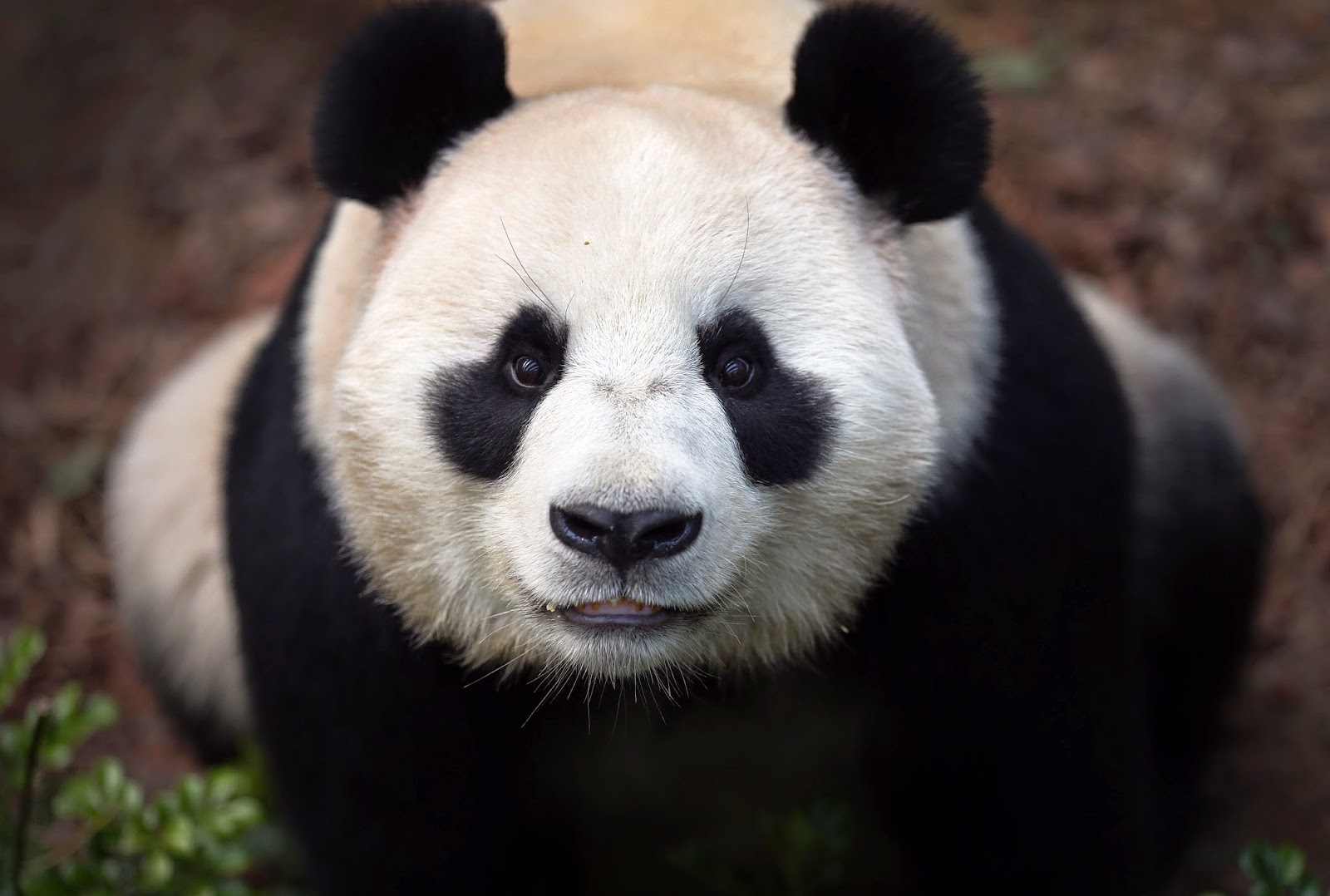 Debby Artikel Tentang Hewan Panda 