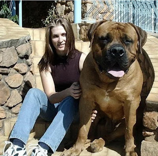 اكبر واضخم الكلاب في العالم احجام غير طبيعيه 73496167hw3.jpg