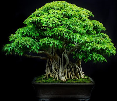 Bonsai Beringin Lokal