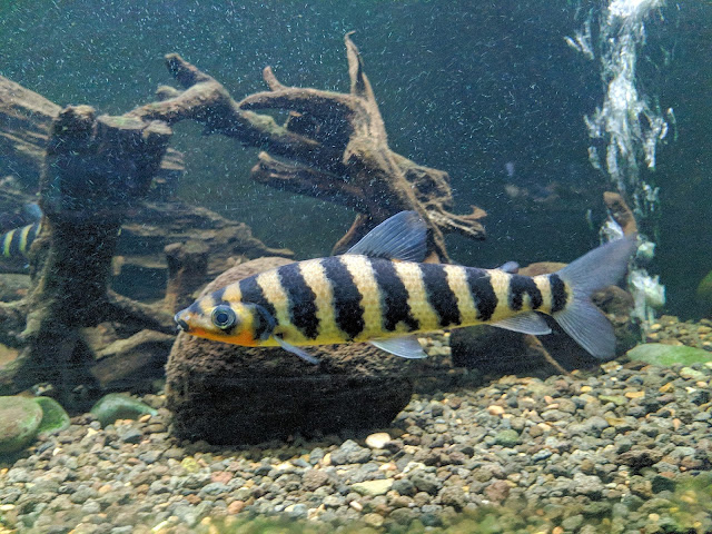 Leporinus Fasciatus Si Ikan Kaos Kaki