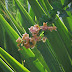 Attractive thorny fascicle of bougainvillea 