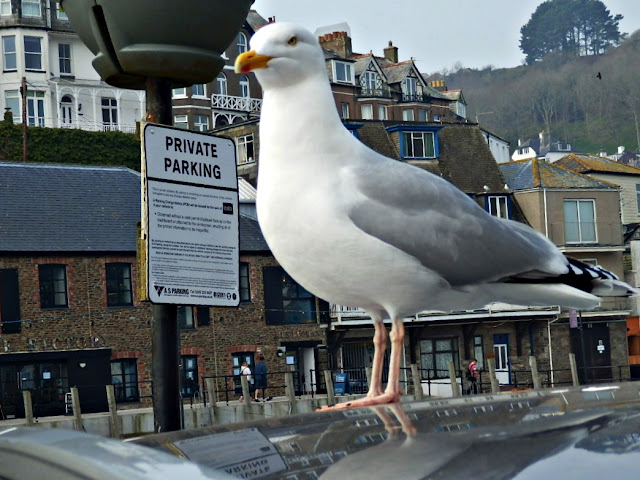 Seagull with private parking at Looe, Cornwall