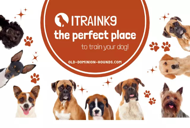 Itraink9 - the perfect place to train your dog!