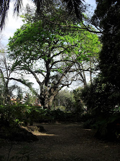 large tree giving shelter to the plants underneath