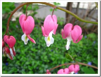 20120515_spring-property_015