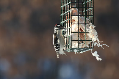 downy woodpecker feeding on suet