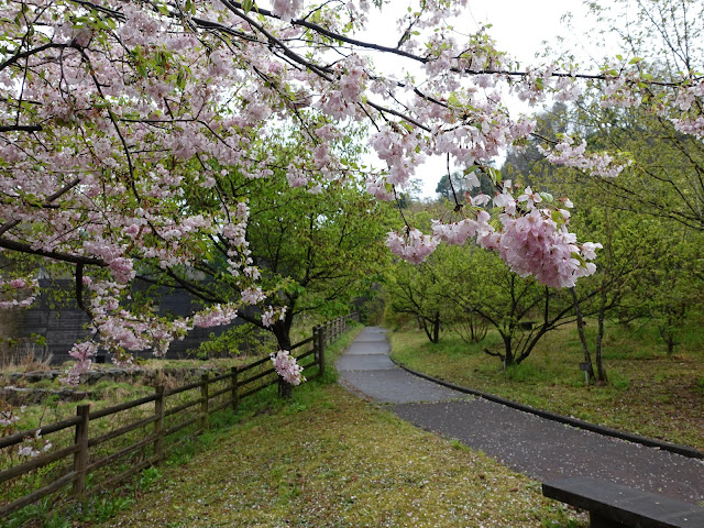 鳥取県西伯郡伯耆町小林　マウンテンストリームきしもと　オオヤマザクラ（大山桜）