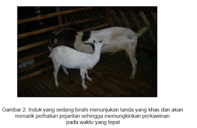 ciri ciri kambing atau domba birahi atau ingin kawin