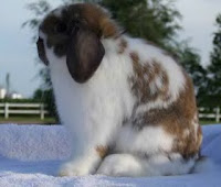 Jenis-jenis kelinci, Holland Lop