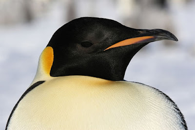 Emperor Penguin