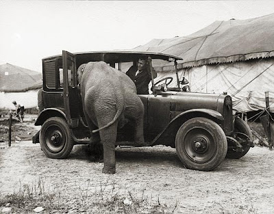 Elephant Getting In Car