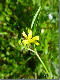 P1020513
