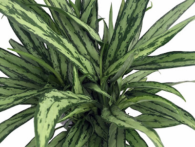 Aglaonema Bryant Queen care