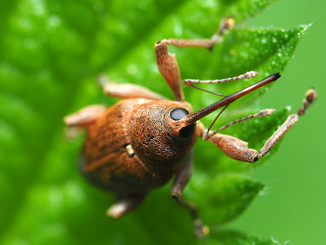 Wildlife Makroaufnahme eines Eichelbohrers