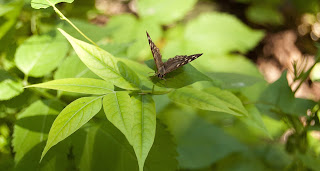 Butterfly Wallpaper