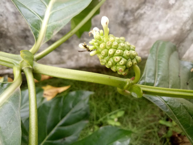 manfaat daun mengkudu untuk obat tradisional