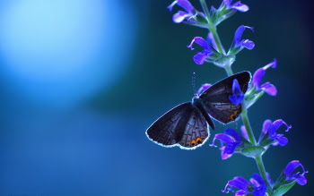 BUTTERFLY HD WALLPAPER 70