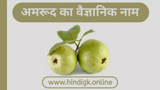 अमरूद (Guava) का वैज्ञानिक नाम क्या है?