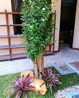 Taman dengan bonsai