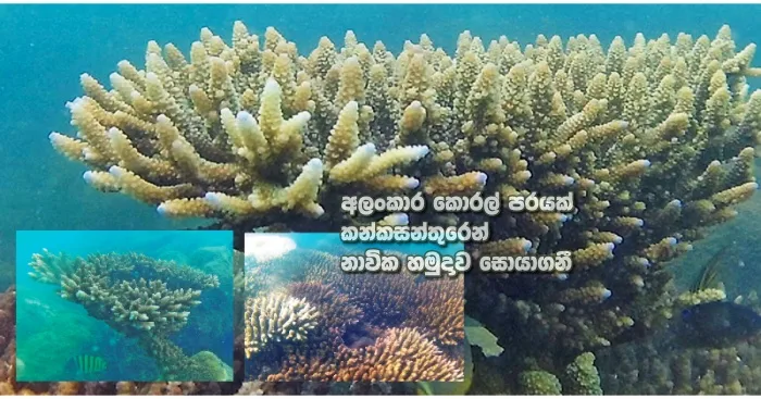 https://www.gossiplankanews.com/2019/07/kankasanthurei-corel-reef.html#more