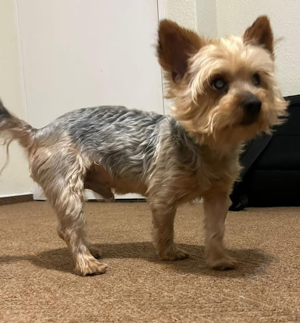 Male Yorkie standing on a carpet
