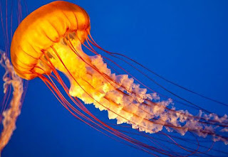 Animals That Start With J - Jellyfish