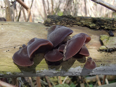 konie, praca z koniem, ślimaki, szczypiorek, Auricularia auricula-judae uszak bzowy