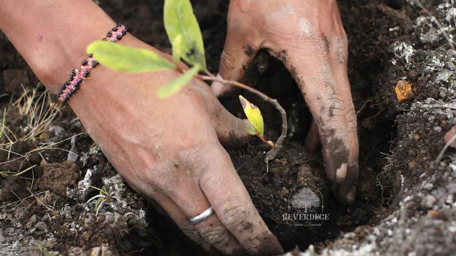La profundidad y el ancho del hoyo deben ser el doble del tamaño de la raíz del árbol. Afloja el suelo para facilitar el crecimiento de las raíces. Si el suelo es pobre en nutrientes, añade compost o materia orgánica.
