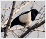 Yeongju Magpie